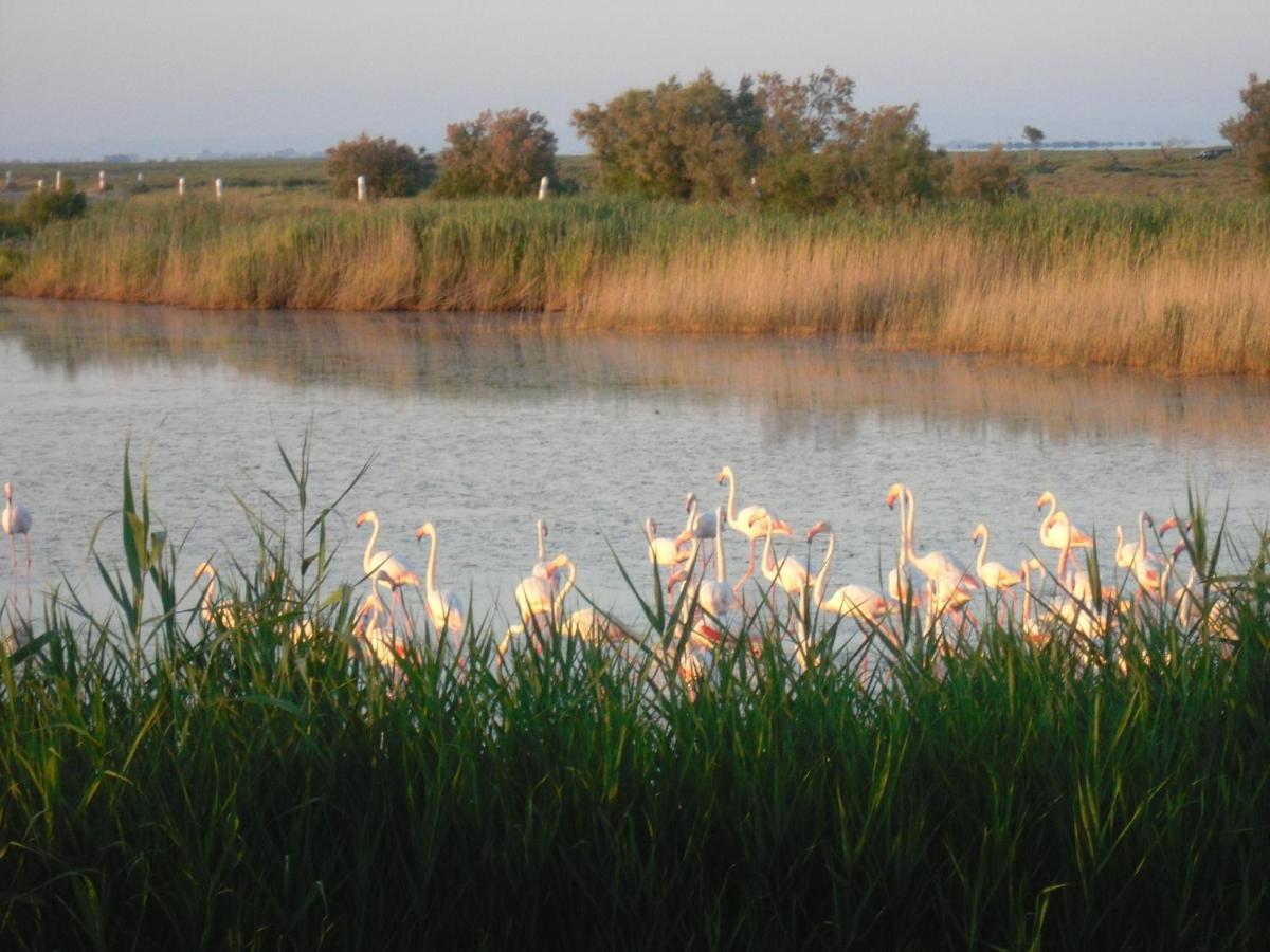 Chambre Les Flamants, Avec Vue Imprenable Sur Les Etangs, Les Oiseaux, Les Flamants Petit Dejeuner Compris Saintes-Maries-de-La-Mer Exterior foto