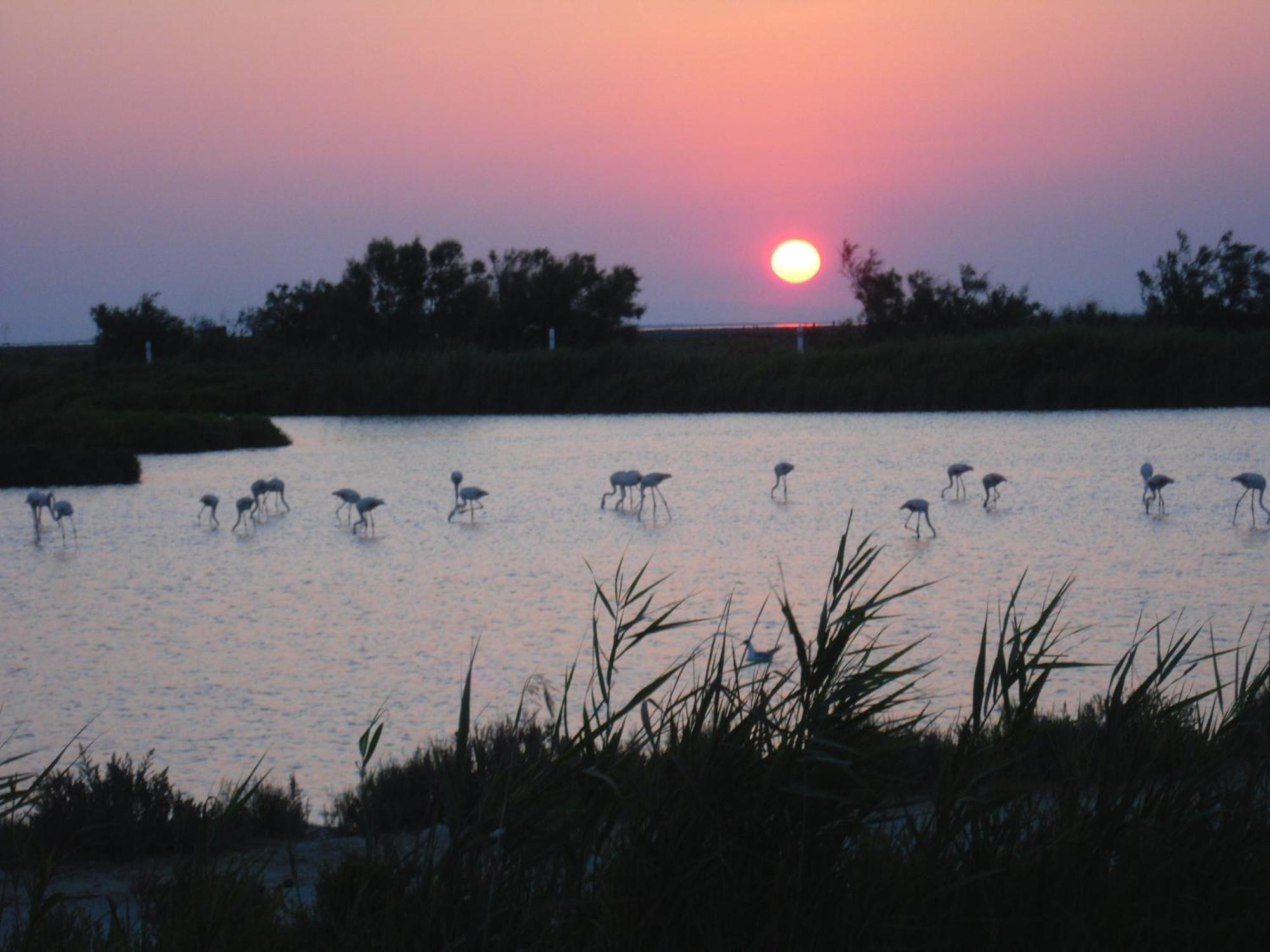 Chambre Les Flamants, Avec Vue Imprenable Sur Les Etangs, Les Oiseaux, Les Flamants Petit Dejeuner Compris Saintes-Maries-de-La-Mer Exterior foto