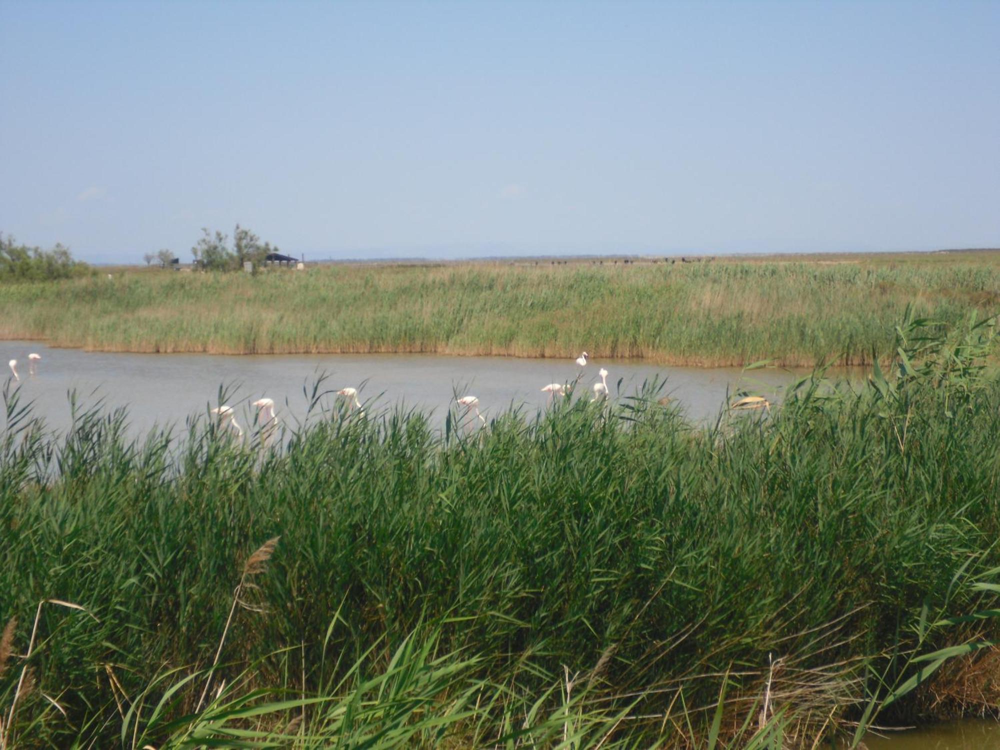 Chambre Les Flamants, Avec Vue Imprenable Sur Les Etangs, Les Oiseaux, Les Flamants Petit Dejeuner Compris Saintes-Maries-de-La-Mer Exterior foto